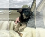Small #3 German Shepherd Dog