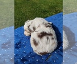 Small #1 Miniature American Shepherd