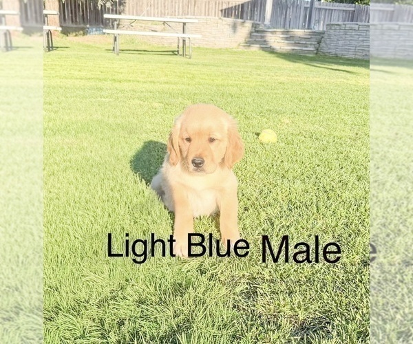 Medium Photo #8 Golden Retriever Puppy For Sale in DENAIR, CA, USA