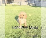 Small Photo #8 Golden Retriever Puppy For Sale in DENAIR, CA, USA