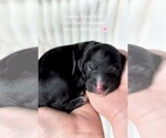 Small Bernedoodle (Miniature)