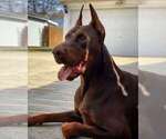 Small #18 Doberman Pinscher