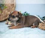 Small #2 Chihuahua-Chorkie Mix