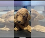 Small Photo #13 Goldendoodle Puppy For Sale in SUGAR LAND, TX, USA