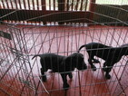 Small Photo #6 Great Dane Puppy For Sale in BLUE CREEK, OH, USA