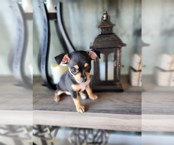 Medium Photo #1 Chihuahua Puppy For Sale in CAPE CORAL, FL, USA