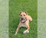 Small Photo #5 Labrador Retriever-Unknown Mix Puppy For Sale in Greensboro, NC, USA
