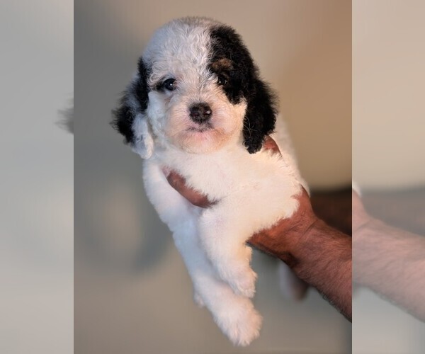 Medium Photo #2 Bernedoodle-Cavapoo (Miniature) Mix Puppy For Sale in SACRAMENTO, CA, USA