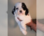 Small #1 Bernedoodle-Cavapoo (Miniature) Mix