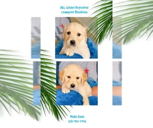 Golden Retriever Puppy for sale in SUGAR LAND, TX, USA