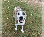 Small Catahoula Leopard Dog Mix
