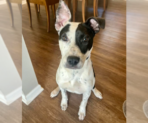 Mutt Dogs for adoption in Brooklyn Center, MN, USA