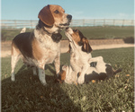 Small Photo #1 Beagle Puppy For Sale in NEW VIENNA, IA, USA