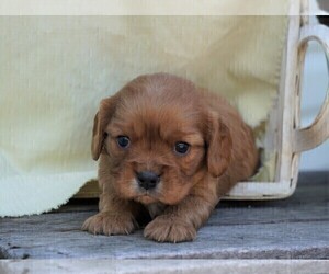 Cavalier King Charles Spaniel Puppy for sale in FREDERICKSBG, OH, USA