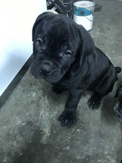 Cane Corso Puppy for sale in CANYON COUNTRY, CA, USA