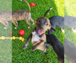 Small Labrador Retriever Mix