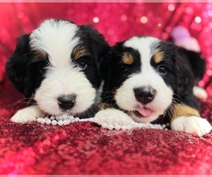 Bernedoodle Litter for sale in SIMI VALLEY, CA, USA