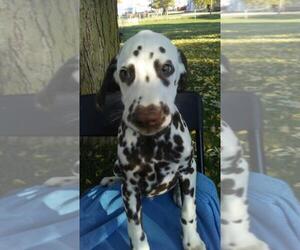 Dalmatian Puppy for sale in EVANSVILLE, IN, USA
