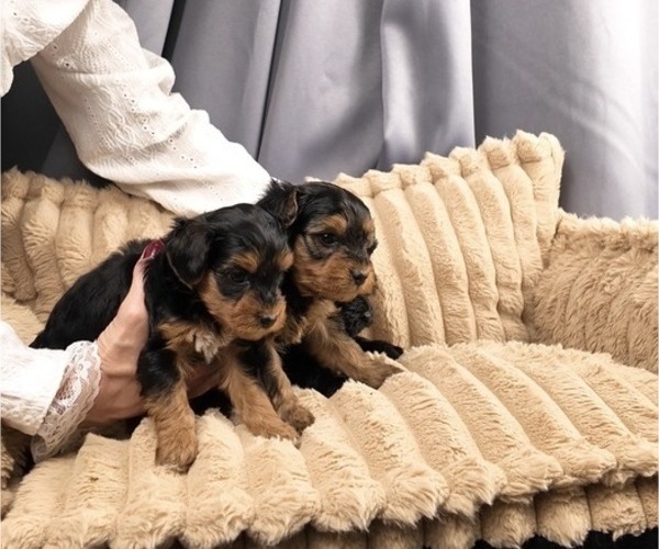 Medium Photo #17 Yorkipoo Puppy For Sale in FENTON, MI, USA