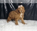 Small Photo #64 Goldendoodle (Miniature) Puppy For Sale in WARSAW, IN, USA