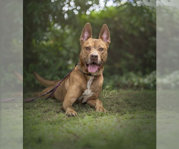 Medium Photo #3 Mutt Puppy For Sale in Marina Del Rey, CA, USA