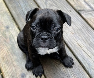 French Bulldog Puppy for sale in MUSCODA, WI, USA
