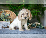 Small Photo #12 Cocker Spaniel Puppy For Sale in SEAMAN, OH, USA
