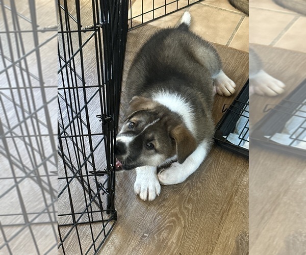 Medium Photo #7 Akita-Huskies  Mix Puppy For Sale in DUBLIN, CA, USA