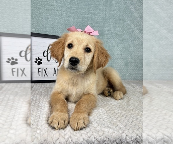 Medium Photo #5 Golden Retriever Puppy For Sale in FRANKLIN, IN, USA