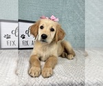 Small #4 Golden Retriever