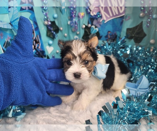 Medium Photo #2 Yorkshire Terrier Puppy For Sale in HARKER HEIGHTS, TX, USA
