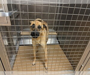 German Shepherd Dog Dogs for adoption in Martinez, CA, USA