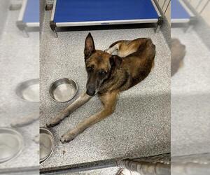 Mutt Dogs for adoption in Pasadena, TX, USA