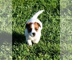 Small #12 Russell Terrier