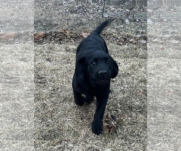 Medium Photo #3 Labrador Retriever-Unknown Mix Puppy For Sale in Hinckley, IL, USA
