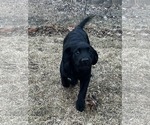 Small #2 Labrador Retriever Mix