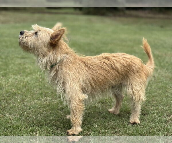 Medium Photo #3 Cairn Terrier-Unknown Mix Puppy For Sale in PIPE CREEK, TX, USA