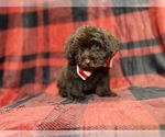 Bryant - Male ShihPoo Puppy for Sale - Photo #2