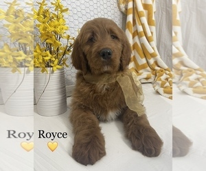 Goldendoodle Puppy for Sale in WOODBURN, Indiana USA