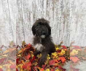 Aussiedoodle Puppy for sale in PEEBLES, OH, USA