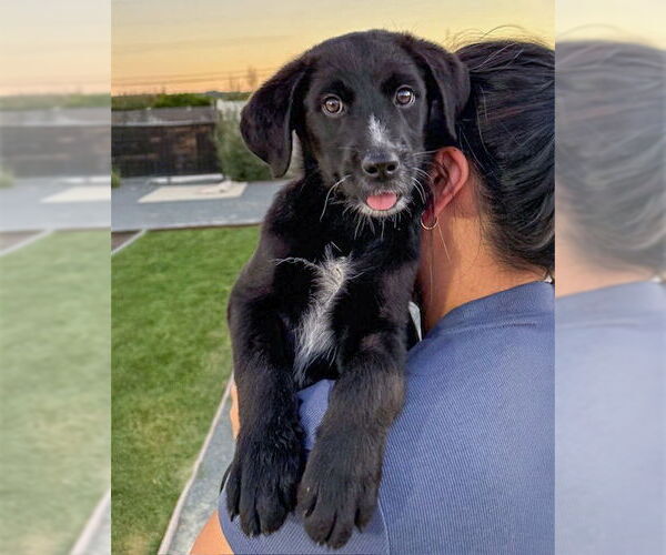 Medium Photo #3 Poodle (Standard)-Unknown Mix Puppy For Sale in Corona, CA, USA