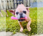 Small Mutt