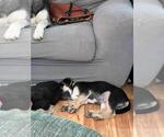 Small Photo #17 Beagle-Siberian Husky Mix Puppy For Sale in SPRINGFIELD, OR, USA