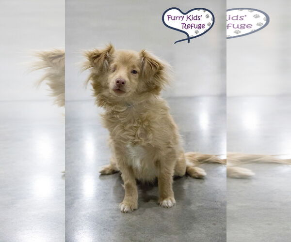 Medium Photo #2 Chiweenie Puppy For Sale in Lee's Summit, MO, USA