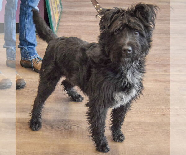 Medium Photo #3 Mutt Puppy For Sale in Huntley, IL, USA