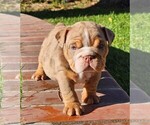 Puppy Boxer Bulldog