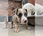 Small #3 Boxer Mix