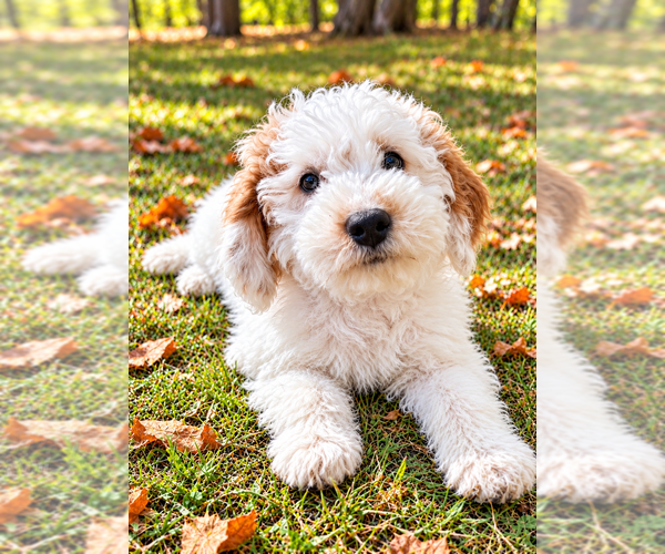 Medium Photo #4 Goldendoodle (Miniature) Puppy For Sale in FAIR HAVEN, MI, USA