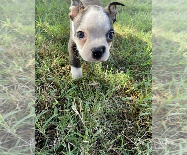 Medium Photo #2 Boston Terrier Puppy For Sale in FREDONIA, KS, USA