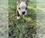 Small #1 Boston Terrier